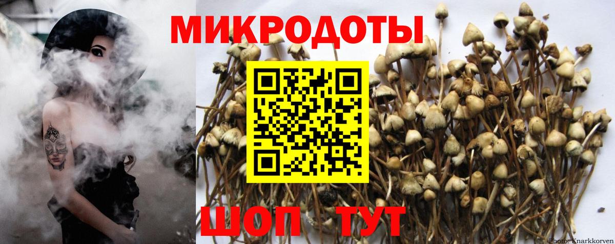 Псилоцибиновые грибы Psilocybine cubensis Сорочинск